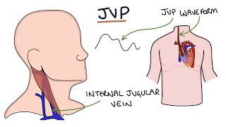 Understanding Jugular Venous Pressure JVP [upl. by Zahavi]