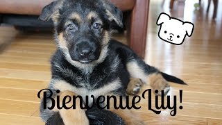 VLOG 18 ON ADOPTE UN BERGER ALLEMAND  ohana27 [upl. by Nylhtiak]