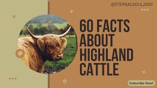 From Scotland to Your Screen Highland Cattle Facts [upl. by Rambert492]