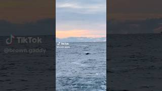 MEGA Bluefin Tuna Surface Trolling Strike [upl. by Ping106]