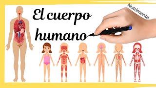 El CUERPO HUMANO [upl. by Eipper]