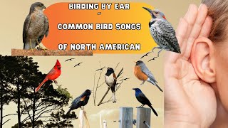 Birding by Ear  Common North American Bird Songs  How to Identify Bird Songs [upl. by Tilla922]