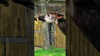 Did you know that Okapis are called zebragiraffe okapi zebra giraffe londonzoo [upl. by Othello]