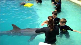 Children Swim with Dolphins Miami [upl. by Munro]