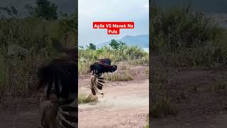 Agila VS Manok Na Pula shortvideo viralvideo shortyoutube fighting [upl. by Biagio]