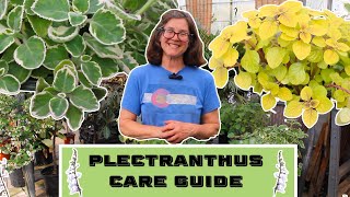 Plectranthus Care Guide [upl. by Nnel78]