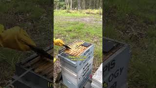 How to protect Bee Hives from Small Hive Beetle in Australia [upl. by Assetak]