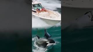 orca mengejar speedboath shortvideo [upl. by Aikahc581]