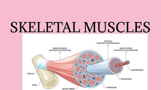 SKELETAL MUSCLES amp ITS ULTRA STRUCTURE [upl. by Geaghan674]