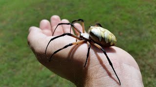 How to pick up a Yellow and Black Garden Spider  Argiope Aurantia [upl. by Coop]