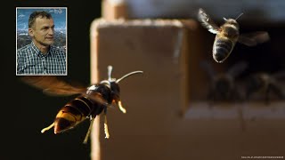 BienenKiller Vespa velutina ist im Anflug so bereiten sich Vorarlberger Imker auf die Hornisse vor [upl. by Tifanie]