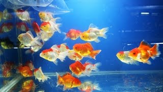 Red Cap Oranda Goldfish [upl. by Erdnaxela]