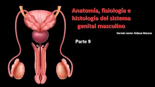 Sistema Genital masculino Parte 9 2024 [upl. by Sergeant]