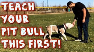 Teach Your Pit bull this first obedience Training [upl. by Neelahs]