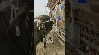 Mandi Ka Nasli Janwar Season 2025 🥰GaiTondeYT subscribe cow viralvideo bull animals cowfeed [upl. by Haisa]