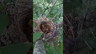 The cuckoo bird pushed the small bird of the shrike out of nest伯劳鸟的小鸟被杜鹃鸟推出了鸟窝 [upl. by Hittel346]