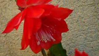 Epiphyllum 2006 [upl. by Eanram]