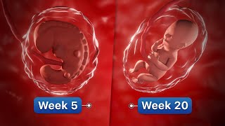 9 Months In The Womb  Pregnancy WeekByWeek [upl. by Haon]