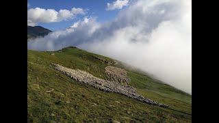 Élevage de montagne ces métiers clés du territoire pyrénéen [upl. by Kali]