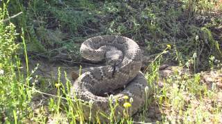 A really close call this rattlesnake has hops [upl. by Sidon]