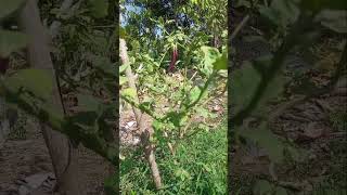 leafhopper at eggplant fruit and shoot borer [upl. by Araldo]