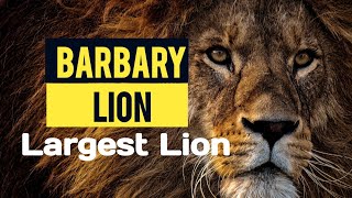 Extinct Big Barbary Lions must watch [upl. by Dot]