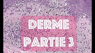 LE DERME partie 3  HISTOLOGIE [upl. by Lorak]