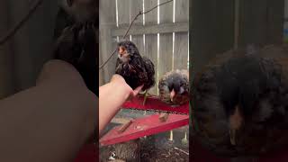 Fun time with chickies🐥 chickenswing chickies chicks backyardchickens [upl. by Gaston362]