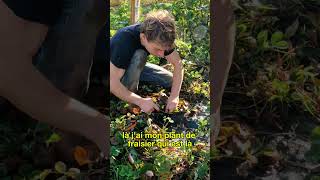 48  Entretenir ses fraisiers  Léo Drevet Permaculture gardening [upl. by Grose]