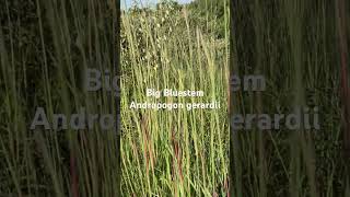 Native Grasses  Big Bluestem [upl. by Neliac]