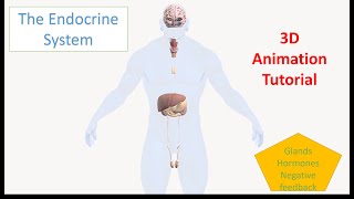 Endocrine System Organs and Functions  3D Animation Tutorial [upl. by Yartnoed]