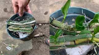 how to propagate orchids very quickly propagate orchids with discarded stems [upl. by Willman]