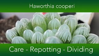 Haworthia cooperi  How to grow and repot the Window or Crystal Succulent [upl. by Kenward669]