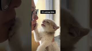 Cute kittens falls asleep shorts catvideos catshorts funnycatvideos kittens cats catsdaily [upl. by Margarette]