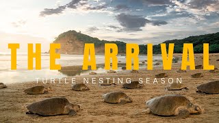 Turtle Nesting Documentary  The Arrival [upl. by Eniawtna]