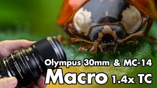 Macrophotography with the Olympus 30mm and 14x TC [upl. by Nowahs]