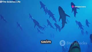 Interesting facts about Sharks  5 amazing facts about sharks  Sharks  The Science Life [upl. by Adriell747]