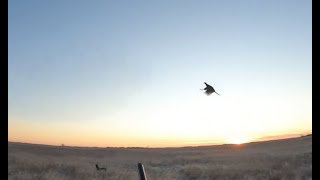 North Dakota Pheasant Hunting  Epic hunt with an unexpected result  Public Land PLOTS [upl. by Brnaby537]