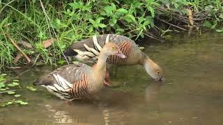 Plumed WhistlingDuck 59 [upl. by Kohl]