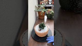 Monstrose Cactus Easy Repotting Technique 🌵 succulents suculentas cactus [upl. by Aieka]