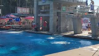 Gold Medal 3M Synchro Boys 12132023 AAU Diving National Championships [upl. by Esch]