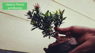 DIY Ixora Bonsai [upl. by Corine712]