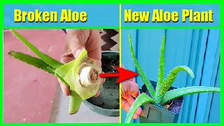 How To Grow Aloe Vera Without Roots From Cuttings Pups or Broken Stem Aloe Vera Propagation [upl. by Nnire446]