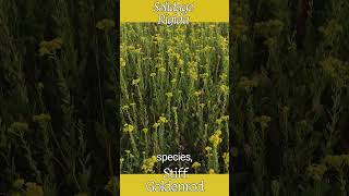 Stiff Goldenrod Solidago Rigida [upl. by Gamber919]