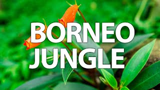 Borneo Jungle  A Wildlife Adventure nature travel trending [upl. by Terena]