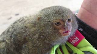 Ouistiti Pygmée Pygmy Marmoset apprivoisé [upl. by Danni]