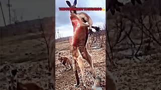 kangaru vs man trending vairlshorsortvideo kangaru [upl. by Esereht]