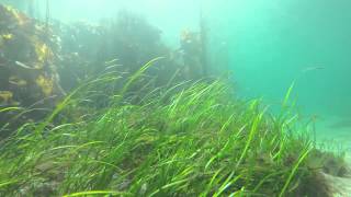 Seagrass Zostera marina Bed in the Hebrides [upl. by Weigle]