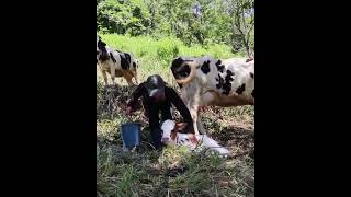 Como preparar Calostro en el campo siembraycosecha naturaleza frutas plantas siembra cosech [upl. by Aztiram]