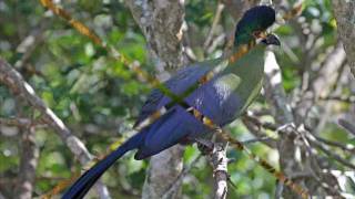 Birds of Zimbabwe 2wmv [upl. by Arrac]